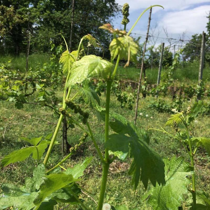 Tenuta Nissole Rocchetta Tanaro 外观 照片
